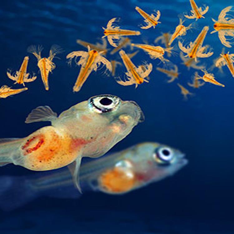 4 Aquarium Fish Feed salt lake artemia cysts 4 Aquarium Fish Feed salt lake artemia cysts