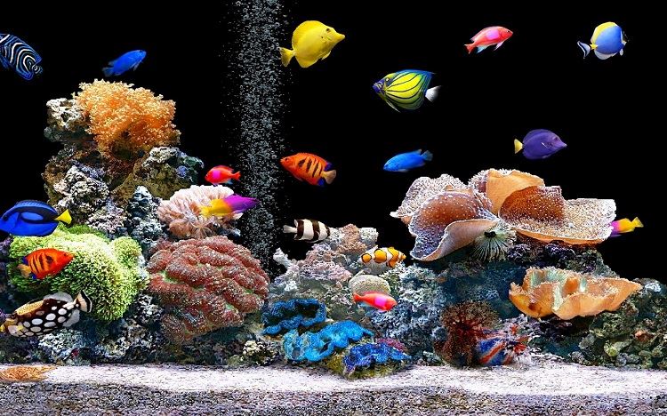 Cool-Fish-Tank-Backgrounds-Pictures