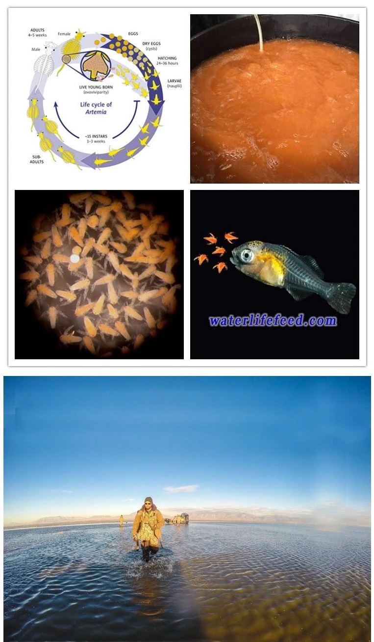 USA brine shrimp eggs